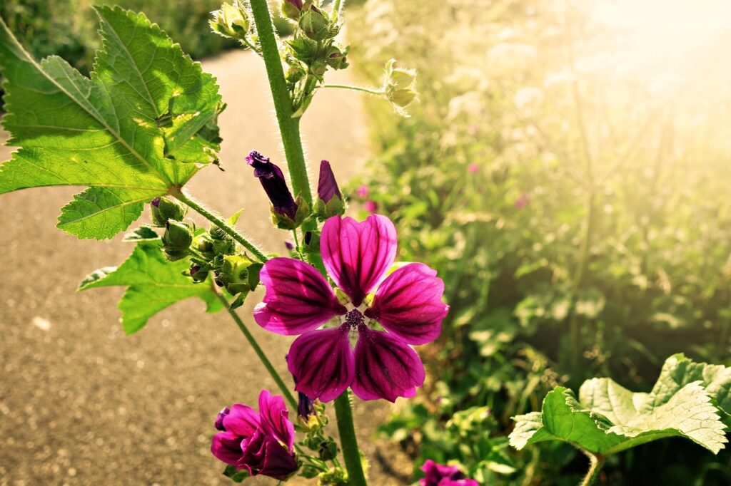Lila blomma vid vägkant i solsken